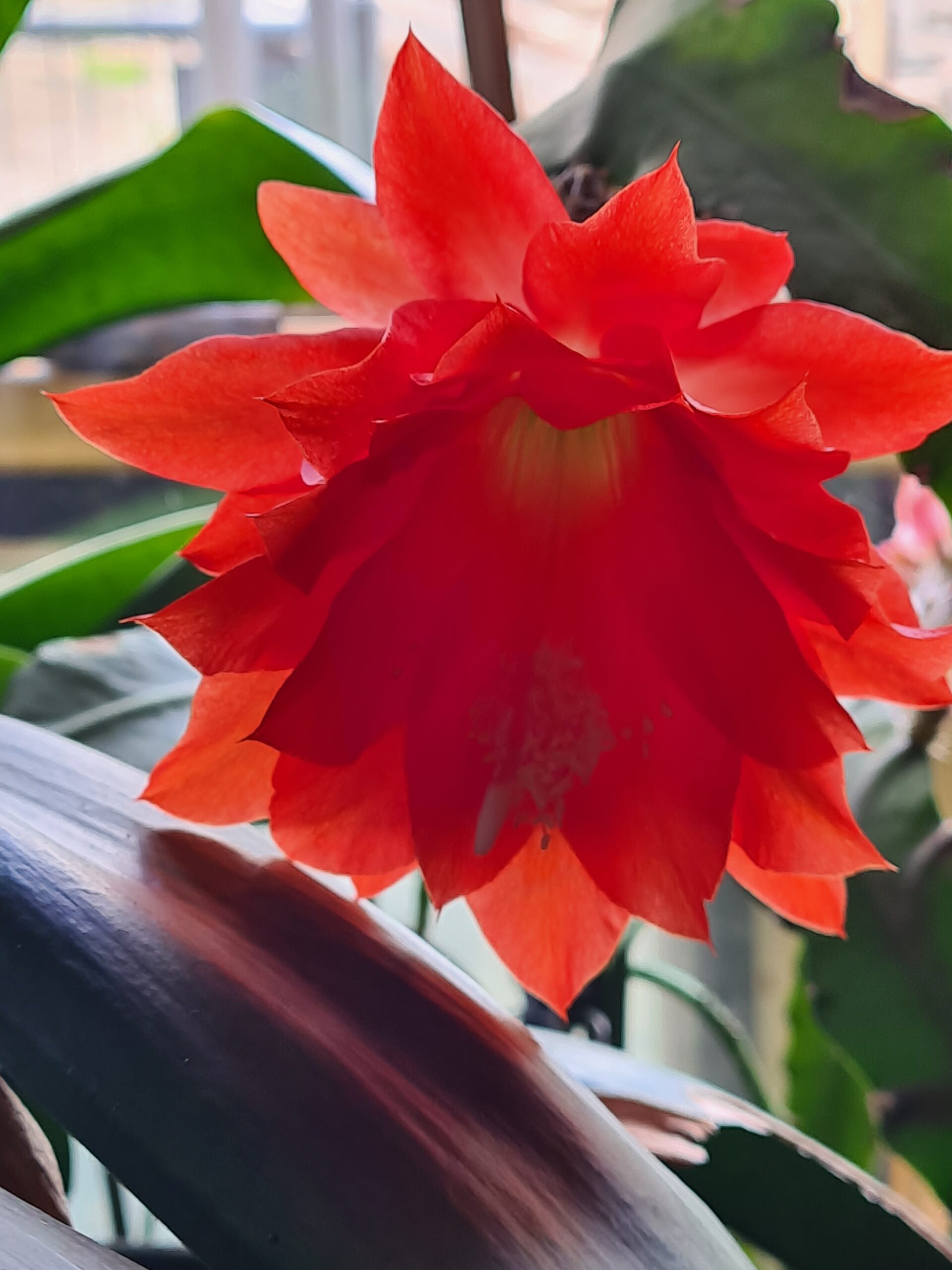 Einmaliges Angebot für jüngere Ladies ab 18 bis …